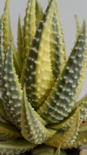Haworthia pumila yellow variegated