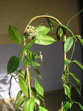 Coriacea Хойя