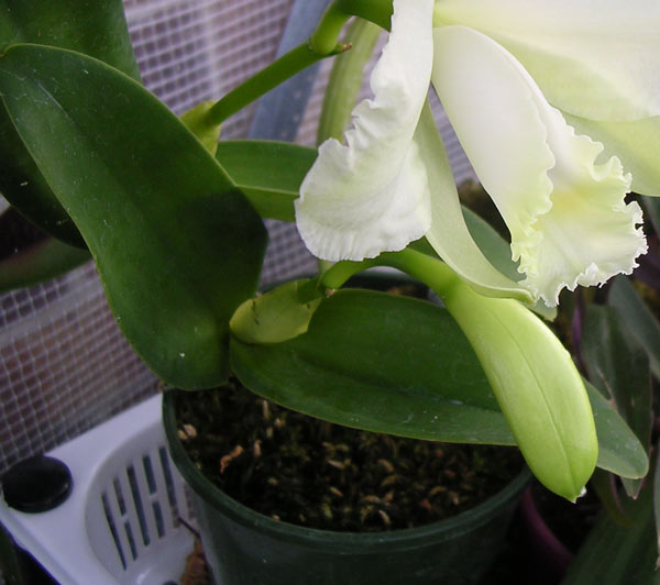 Каттлея Shinfong White Charm White Rose