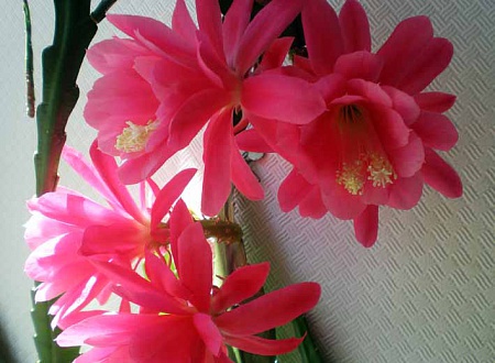 http://www.flowersweb.info/bitrix/components/bitrix/forum.interface/show_file.php?fid=455699&amp;width=450&amp;height=450