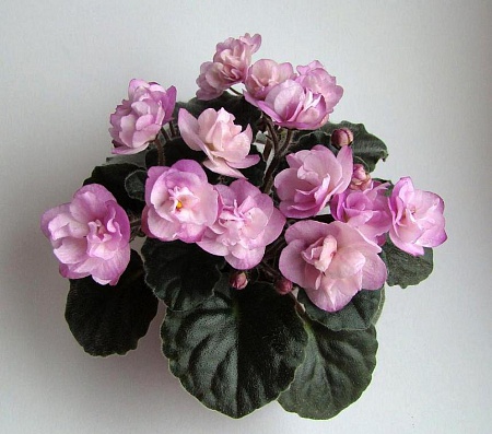 Фиалка Ness Satin Rose