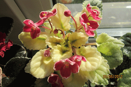 http://www.flowersweb.info/bitrix/components/bitrix/forum.interface/show_file.php?fid=580999&amp;width=450&amp;height=450