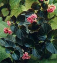 Begonia semperflorens