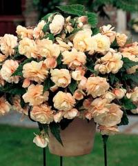 Begonia hybrid Champagne