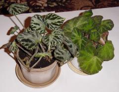 Бегония Semperflorens