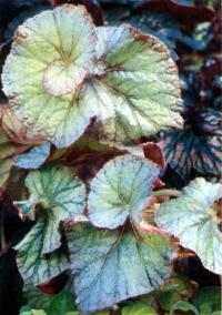 http://www.flowersweb.info/images/acquaintance/begonia-3.jpg