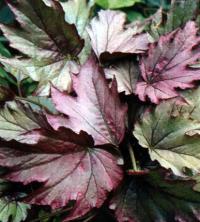 http://www.flowersweb.info/images/acquaintance/begonia-4.jpg