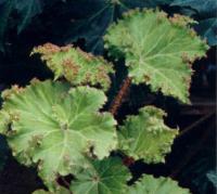 Begonia manicata Brang. ex. Cels. Crispa