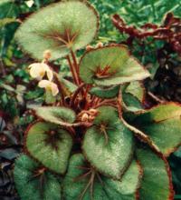 Begonia rex Putz.