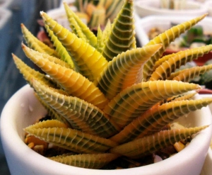 >Haworhtia limifolia hybrid variegata