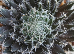 >Haworthia aranea ES