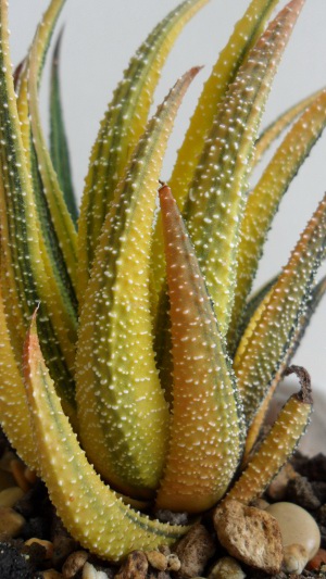 Haworthia attenuata var radula variegated