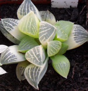 Haworthia bayeri variegated ex CG