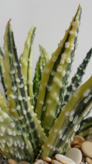 Haworthia pumila cv Donuts variegated