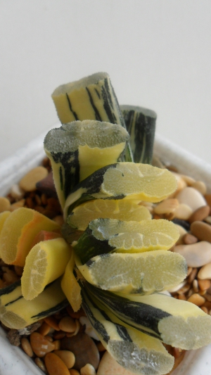 Haworthia truncata variegated