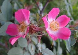 Rose glauca, 