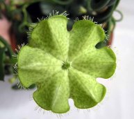 Ceropegia stapeliiformis