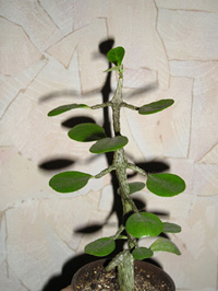 Ceropegia rendalli