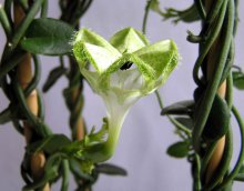 Ceropegia petignatii