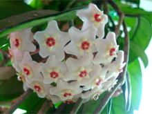 Хойя карноза.