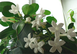 Stephanotis floribunda