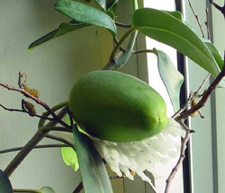 Stephanotis floribunda