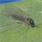 ������� ������� (Lycoria), ����� ������ (Sciara)
