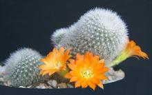 Rebutia nivea