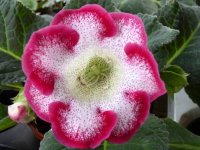 http://www.flowersweb.info/images/gesneriaceae/care/gloxinia-1.jpg