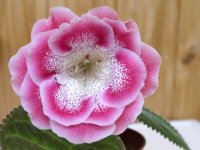 http://www.flowersweb.info/images/gesneriaceae/care/gloxinia-4.jpg