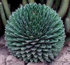 http://www.flowersweb.info/images/interesting/agave.jpg