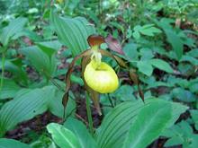 Венерин башмачок настоящий и другие орхидеи средней Карелии