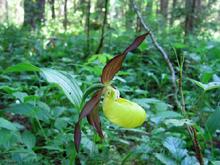 Венерин башмачок настоящий и другие орхидеи средней Карелии
