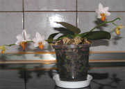 Увеличить: горячий душ для орхидей