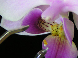 Опыление орхидей