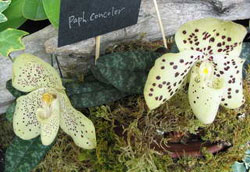 Paphiopedilum concolor, Paphiopedilum bellatulum 
      