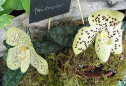 Paphiopedilum concolor, Paphiopedilum bellatulum 
      