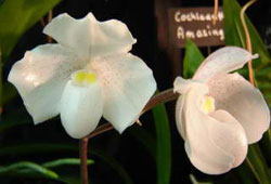 Paphiopedilum niveum