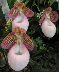 Paphiopedilum micranthum