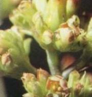 http://www.flowersweb.info/images/pests&amp;diseases/pests/tarsonemus_pallidus-3.jpg
