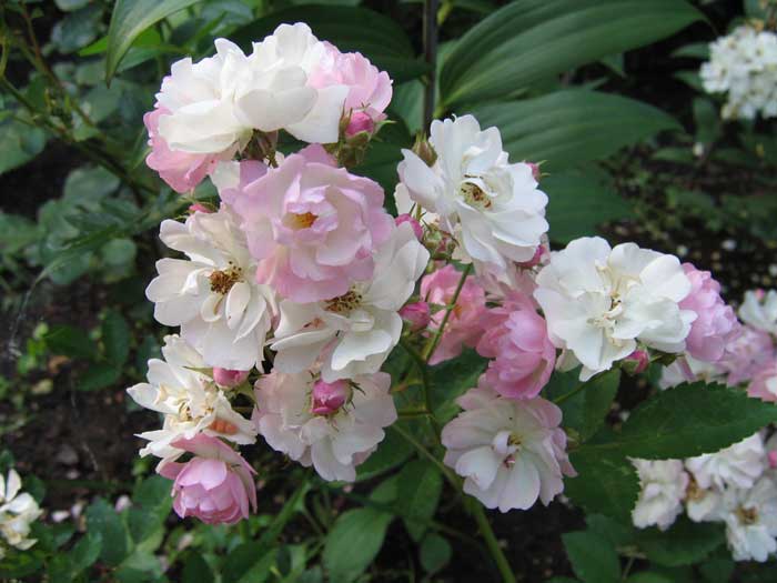 http://www.flowersweb.info/upload/forum/0a1/0a1728f3b04018ce49642a3098c2579b.jpg