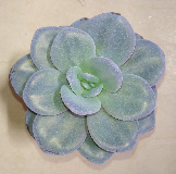 Echeveria laui