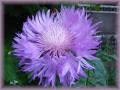 DSC0341411.jpg