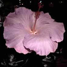  'Purple Veil'