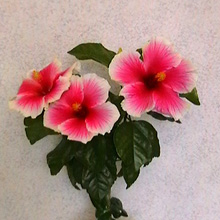 Гибискус 'Mystic Pink'