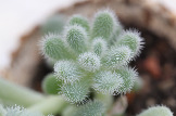 Sedum hintonii