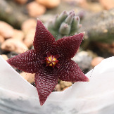 Stapelia paniculata ssp. scitula