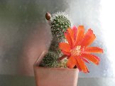 Rebutia