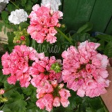 IMG_20191024_214624.jpg