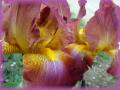 DSC0323811.jpg